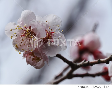 春の訪れを告げる紅梅の花 春の訪れを告げる紅梅の花 125220142
