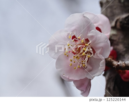 春の訪れを告げる紅梅の花 春の訪れを告げる紅梅の花 125220144
