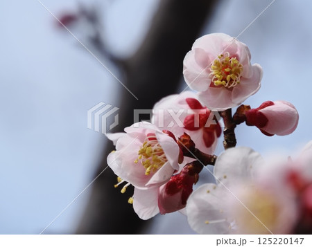 春の訪れを告げる紅梅の花 125220147