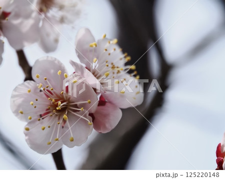 春の訪れを告げる紅梅の花 125220148