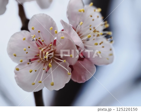春の訪れを告げる紅梅の花 春の訪れを告げる紅梅の花 125220150