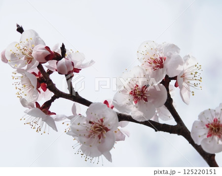 春の訪れを告げる紅梅の花 125220151