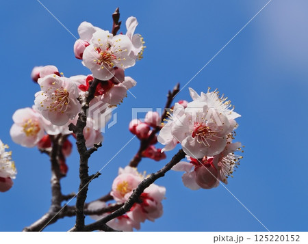 春の訪れを告げる紅梅の花 春の訪れを告げる紅梅の花 125220152