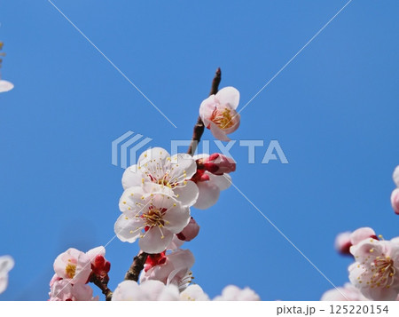 春の訪れを告げる紅梅の花 125220154