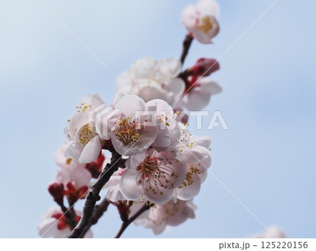 春の訪れを告げる紅梅の花 125220156