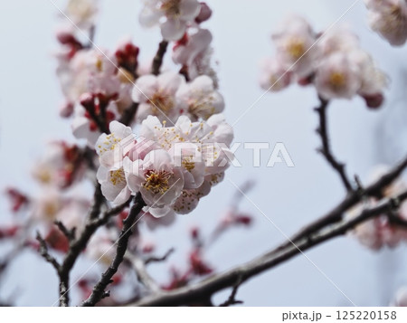 春の訪れを告げる紅梅の花 125220158