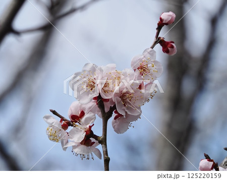 春の訪れを告げる紅梅の花 春の訪れを告げる紅梅の花 125220159