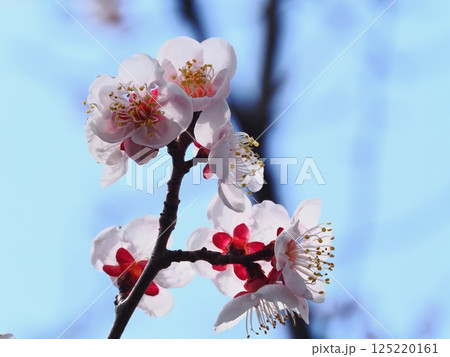 春の訪れを告げる紅梅の花 125220161