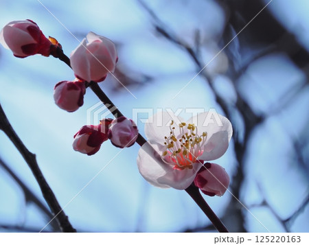 春の訪れを告げる紅梅の花 125220163