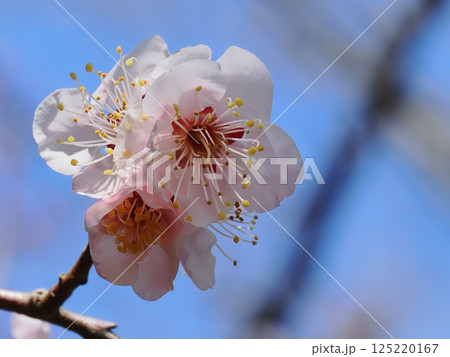 春の訪れを告げる紅梅の花 125220167