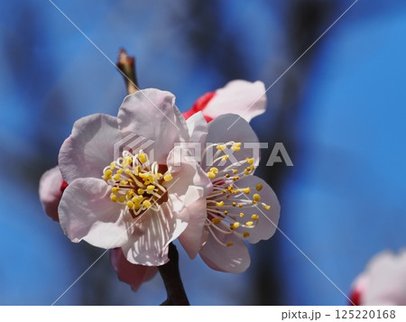 春の訪れを告げる紅梅の花 春の訪れを告げる紅梅の花 125220168
