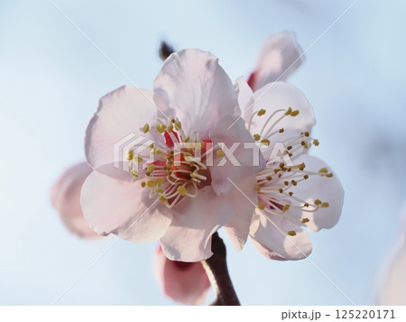 春の訪れを告げる紅梅の花 125220171