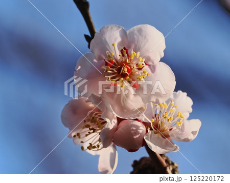 春の訪れを告げる紅梅の花 125220172
