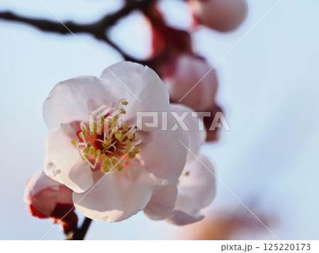 春の訪れを告げる紅梅の花 125220173