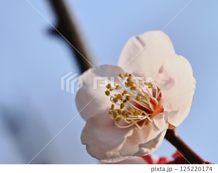 春の訪れを告げる紅梅の花 125220174