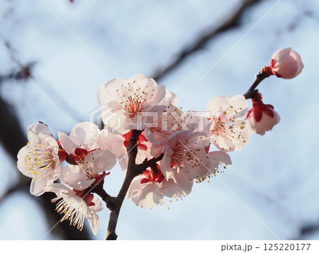 春の訪れを告げる紅梅の花 春の訪れを告げる紅梅の花 125220177