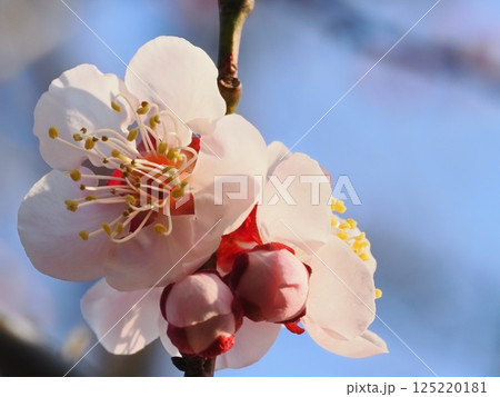 春の訪れを告げる紅梅の花 125220181