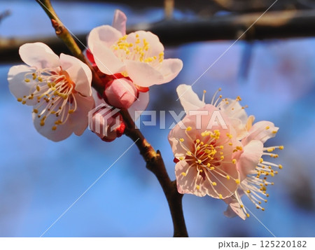 春の訪れを告げる紅梅の花 125220182