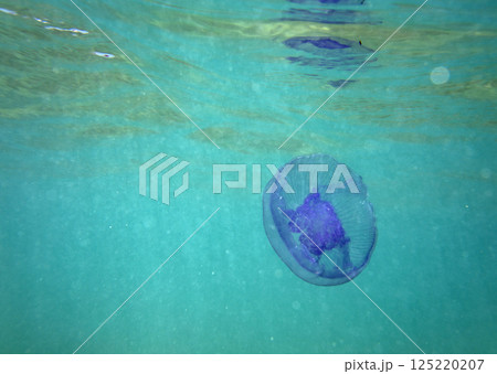 Large marine jellyfish, in a natural habitat 125220207