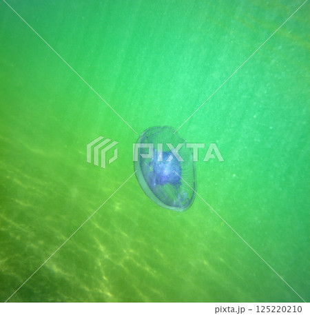 Large marine jellyfish, in a natural habitat Large marine jellyfish, in a natural habitat 125220210