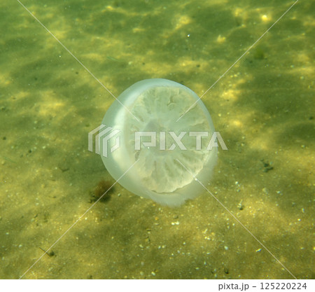 Large marine jellyfish, in a natural habitat 125220224