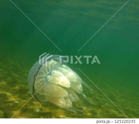 Large marine jellyfish, in a natural habitat Large marine jellyfish, in a natural habitat 125220235