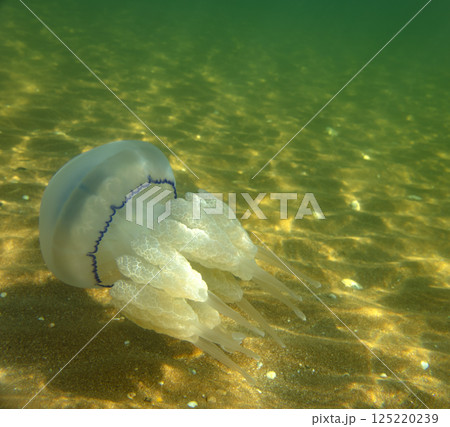Large marine jellyfish, in a natural habitat 125220239