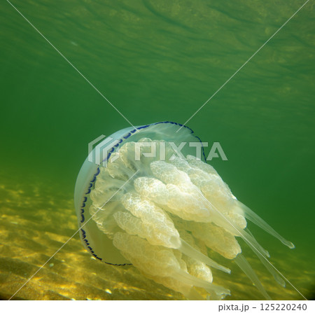Large marine jellyfish, in a natural habitat 125220240