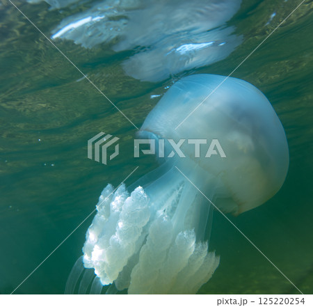 Large marine jellyfish, in a natural habitat Large marine jellyfish, in a natural habitat 125220254