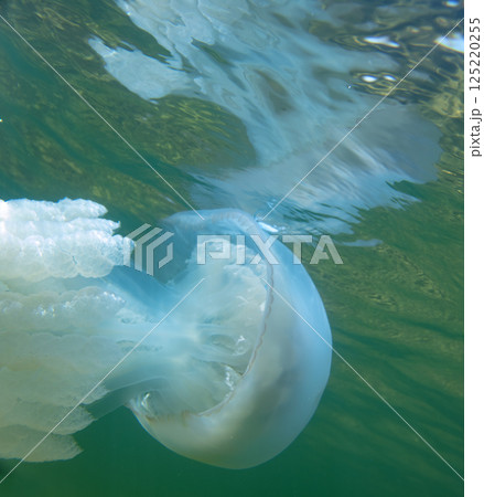Large marine jellyfish, in a natural habitat 125220255