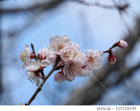 春の訪れを告げる紅梅の花 春の訪れを告げる紅梅の花 125220295