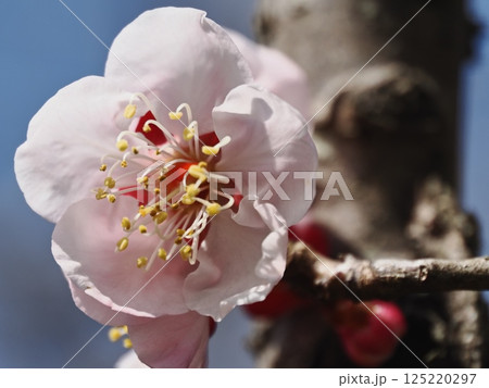 春の訪れを告げる紅梅の花 125220297