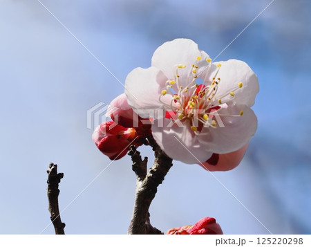 春の訪れを告げる紅梅の花 125220298