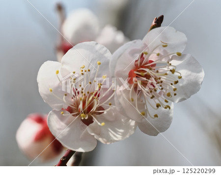 春の訪れを告げる紅梅の花 125220299