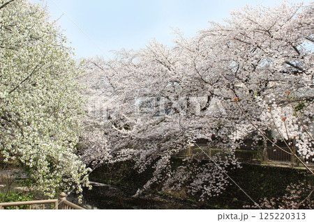恩田川の桜 125220313