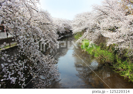 恩田川の桜 125220314