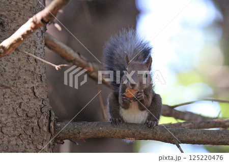 エゾリス 蝦夷リス 北海道の野生動物 エゾリス 蝦夷リス 北海道の野生動物 125220476