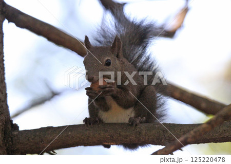 エゾリス　蝦夷リス　北海道の野生動物 125220478