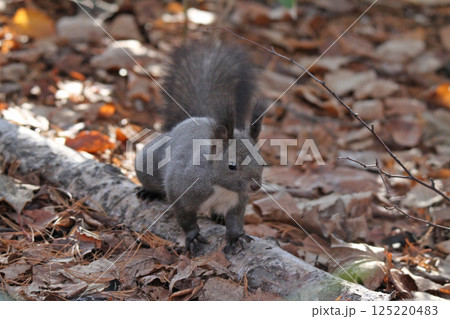 冬毛姿のエゾリス 蝦夷リス 北海道の野生動物 冬毛姿のエゾリス 蝦夷リス 北海道の野生動物 125220483