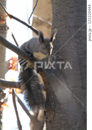 冬毛姿のエゾリス 蝦夷リス 北海道の野生動物 冬毛姿のエゾリス 蝦夷リス 北海道の野生動物 125220484