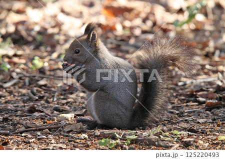 冬毛姿のエゾリス 蝦夷リス 北海道の野生動物 冬毛姿のエゾリス 蝦夷リス 北海道の野生動物 125220493