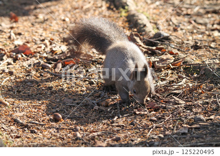 冬毛姿のエゾリス 蝦夷リス 北海道の野生動物 冬毛姿のエゾリス 蝦夷リス 北海道の野生動物 125220495