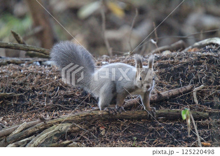 冬毛姿のエゾリス 蝦夷リス 北海道の野生動物 冬毛姿のエゾリス 蝦夷リス 北海道の野生動物 125220498