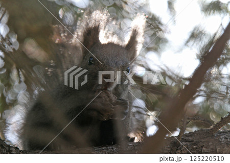 冬毛姿のエゾリス 蝦夷リス 北海道の野生動物 冬毛姿のエゾリス 蝦夷リス 北海道の野生動物 125220510