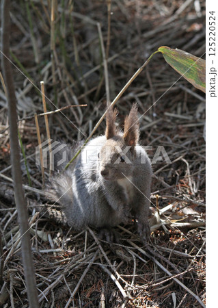 冬毛姿のエゾリス 蝦夷リス 北海道の野生動物 冬毛姿のエゾリス 蝦夷リス 北海道の野生動物 125220524