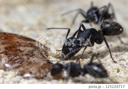 big forest ants in a native habitat 125220717