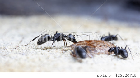 big forest ants in a native habitat big forest ants in a native habitat 125220719