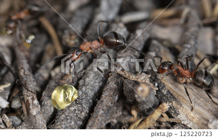 big forest ants in a native habitat big forest ants in a native habitat 125220723