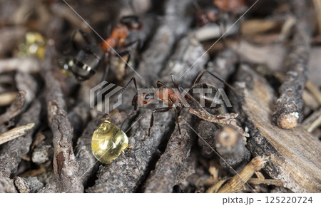 big forest ants in a native habitat big forest ants in a native habitat 125220724