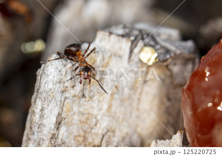big forest ants in a native habitat big forest ants in a native habitat 125220725